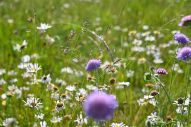 Beyaz ve leylak çiçekli yeşil yaz çayırı