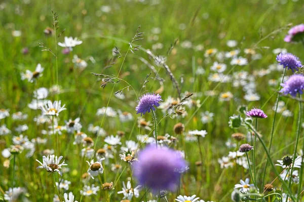 stock image Green summer meadow with white and lilac flowers