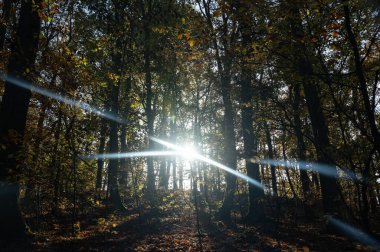 Parlak güneş sonbaharda ormandaki ağaçların arasından parlar.
