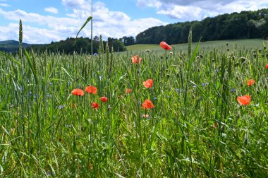 Buğday tarlasında haşhaş çiçeği (Papaver rhoeas)