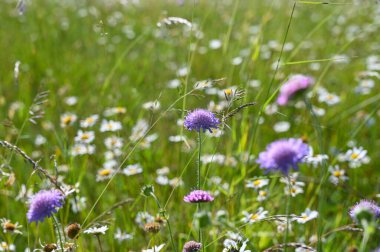 Beyaz ve leylak çiçekli yeşil yaz çayırı