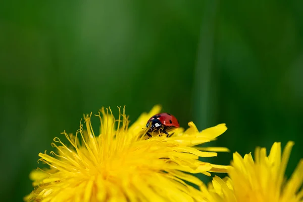 A red ladybird ( Coccinellidae ) on a yellow dandelion flower in green nature