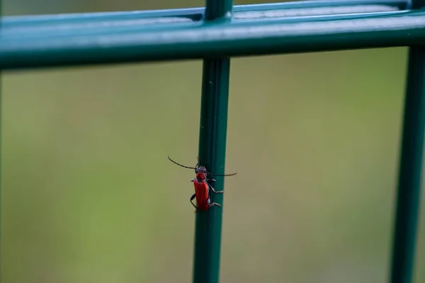 Longicorne Rouge Cerambycidae Sur Bâton Métal Vert Dans Nature — Photo