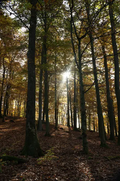 Soleil Éclatant Brille Travers Les Arbres Forêt Automne — Photo
