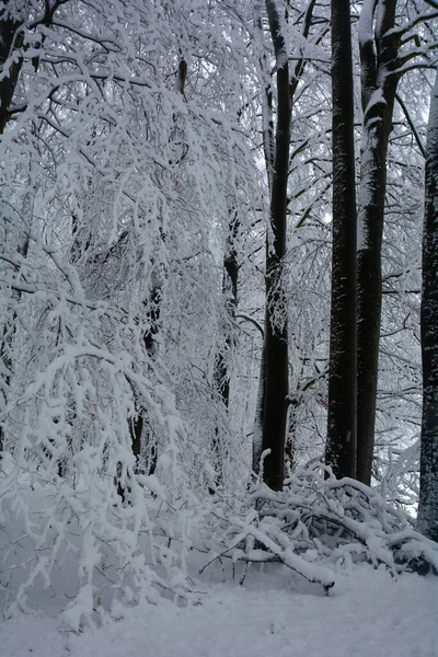 德国巴伐利亚Spessart白雪中高大的黑树 — 图库照片