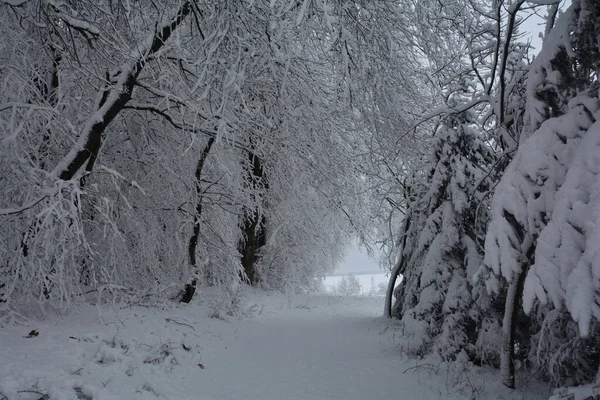 Ein Wald Winter Mit Viel Schnee — Stockfoto