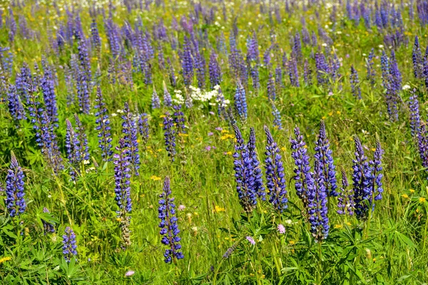 Grüne Wiesen Mit Vielen Violetten Lupinen Der Hohen Rhön Bayern — Stockfoto