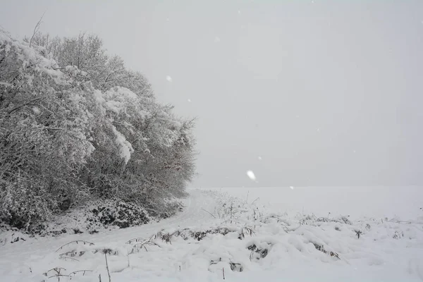 stock image Landscape at winter time with a tree and a lot of snow