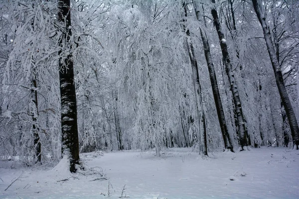 Árvores Escuras Altas Neve Branca Spessart Baviera Alemanha — Fotografia de Stock
