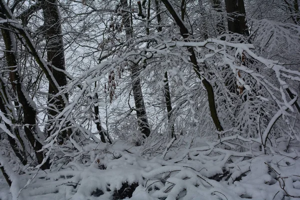Ένα Δάσος Χειμώνα Πολύ Χιόνι — Φωτογραφία Αρχείου