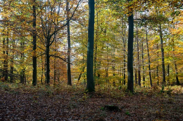 Arbres Dans Forêt Automne Avec Beaucoup Feuilles Tombées — Photo