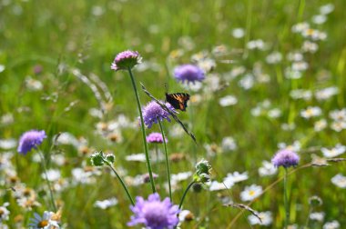 Beyaz ve mor çiçekli yeşil yaz çayırı ve bir kelebek