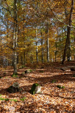 Sonbaharda ormandaki ağaçların yaprakları dökülür.