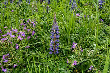Yüksek Rhoen, Bavyera, Almanya 'da bir sürü mor lupinli yeşil çayırlar