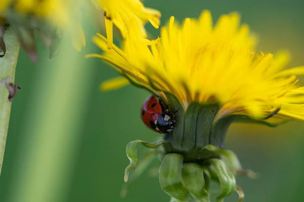 Red Ladybird Coccinellidae Yellow Dandelion Flower Green Nature — Stock Photo, Image