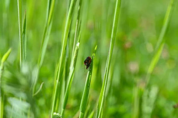 Två Soldatskalbaggar Cantharidae Parar Sig Ett Grässtrå Grön Natur — Stockfoto