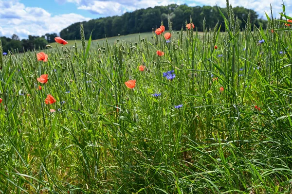 Buğday tarlasında haşhaş çiçeği (Papaver rhoeas)