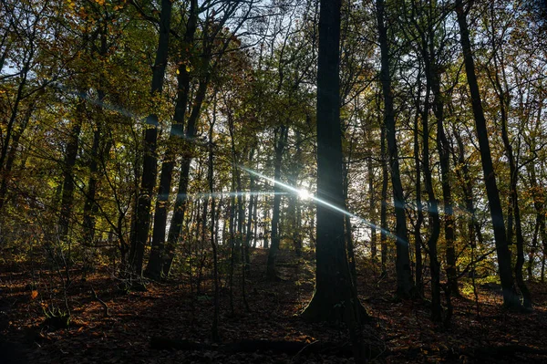 Sol Brilhante Brilha Através Árvores Floresta Outono — Fotografia de Stock