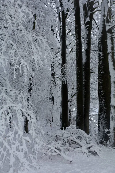 Wysokie Ciemne Drzewa Białym Śniegu Spessart Bawaria Niemcy — Zdjęcie stockowe