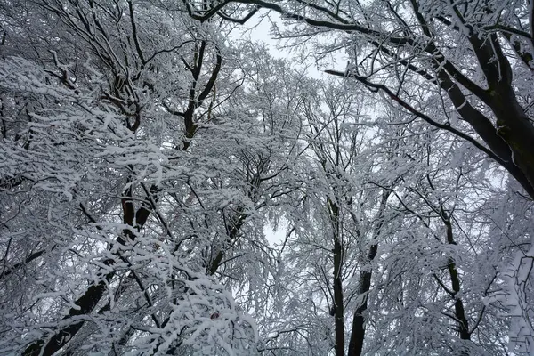 Blick Auf Baumkronen Winter Mit Viel Schnee — Stockfoto