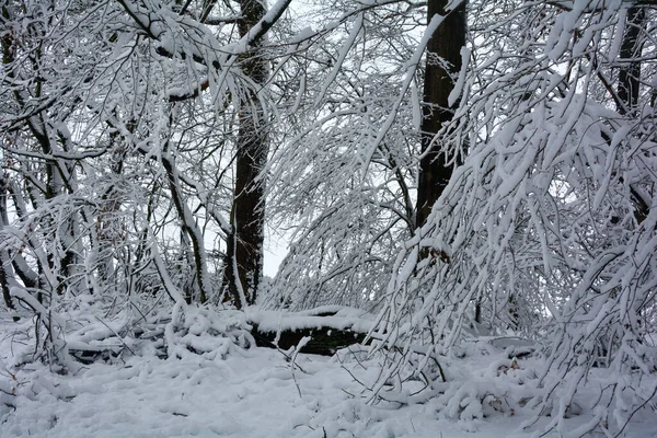 Árboles Bosque Invierno Con Mucha Nieve — Foto de Stock