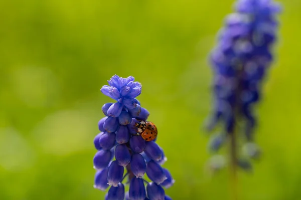Orange Ladybug Coccinellidae Blue Grape Hyacinth Muscari Green Nature — Stock Photo, Image