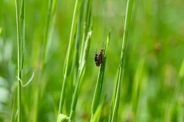 Dois Besouros Soldados Cantharidae Acasalando Uma Lâmina Grama Natureza Verde — Fotografia de Stock