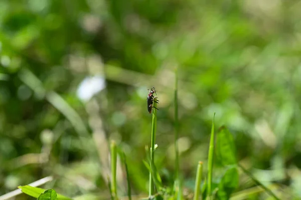 甲虫一种在绿色草叶上的士兵甲虫 金丝虫 — 图库照片