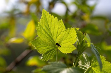 Güneşli bir günde yeşil bir yaprağın üzerindeki bir böceğin silueti.