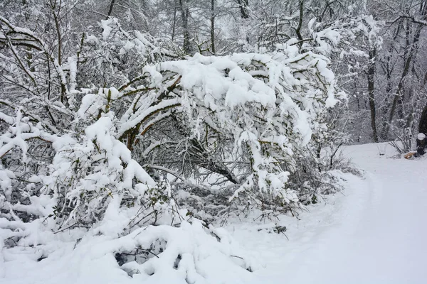 Árvores Floresta Inverno Com Muita Neve — Fotografia de Stock