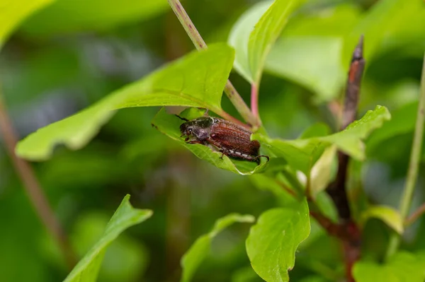 Ağaçtaki Yeşil Bir Yaprağın Üzerinde Melolontha Bir Hamamböceği — Stok fotoğraf