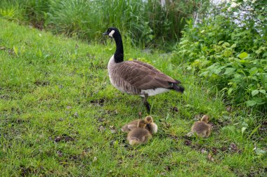 Kanada kazları (Branta canadensis) yabani otların içinde bir kaz ile civciv