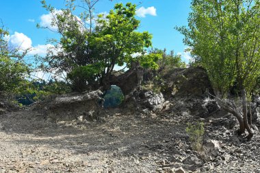 Doğada bir açıklığı olan bir ağacın kökleri