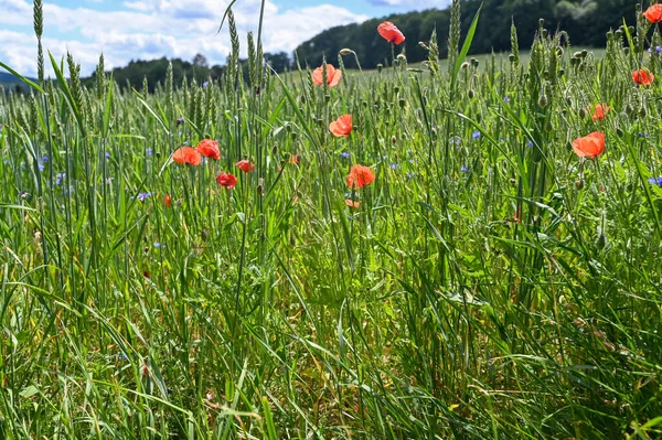 Buğday tarlasında haşhaş çiçeği (Papaver rhoeas)