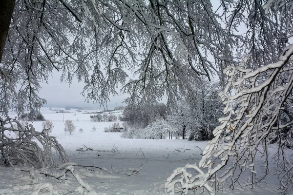 雪の多い冬の森の木々 — ストック写真