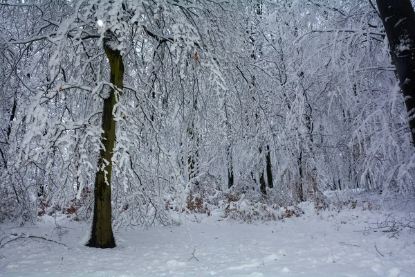 Magas Sötét Fák Fehér Hóban Spessartban Bajorországban Németországban — Stock Fotó