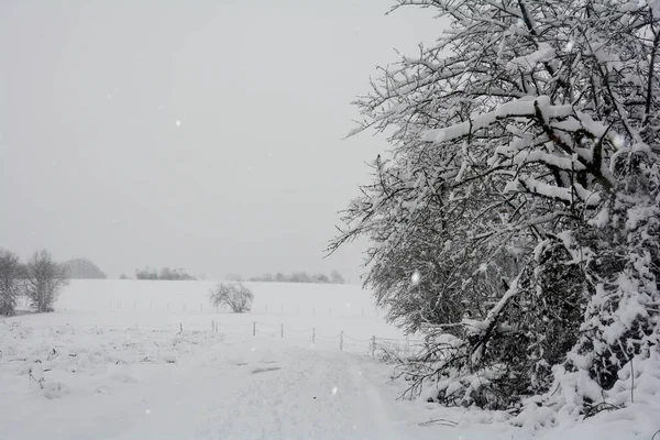 冬天的风景 有一棵树和大雪 — 图库照片