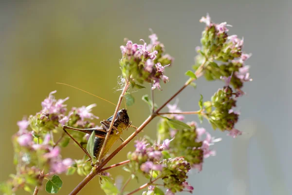 一般的なブッシュクリケット Pholidoptera Griseoaptera 下から黄色の腹を持つ植物 — ストック写真