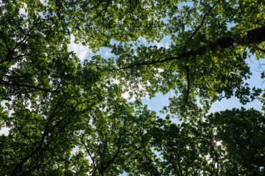 Yeşil ağaçlara bakıyorum.