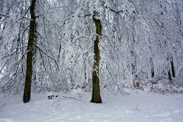 Высокие Темные Деревья Белом Снегу Шпессарте Бавария Германия — стоковое фото
