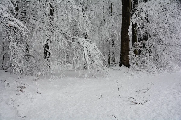 Árboles Bosque Invierno Con Mucha Nieve — Foto de Stock