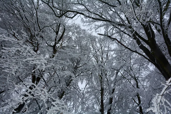 Глядя Верхушки Деревьев Лесу Зимой Большим Количеством Снега — стоковое фото