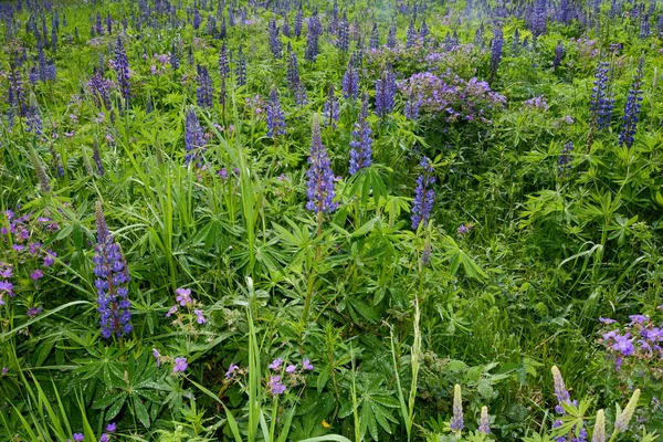 Prairies Vertes Avec Beaucoup Lupins Violets Dans Haute Rhoen Bavière — Photo