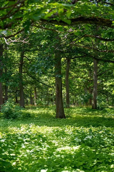 stock image Sun shines through trees, in a green fores with many green plants on the ground