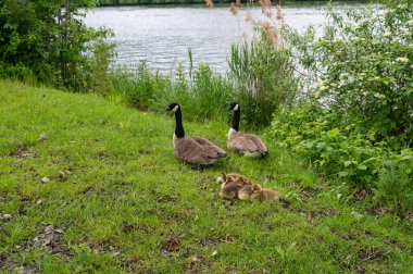 Kanada Kazları (Branta canadensis) familyası, yabani çimenlerde kardeşleriyle kucaklaşan yavru ördekler.