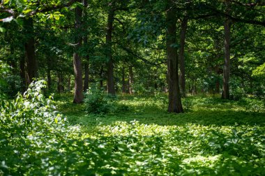 Güneş ağaçların arasından parlıyor, yeşil bir ön cephede ve yerde bir sürü yeşil bitki var.
