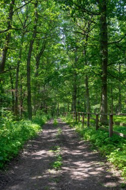 Güneş ağaçların arasından parlıyor, yeşil ormanın içinden geçen bir patikayla.