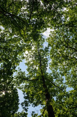 Yeşil ağaçlara bakıyorum.