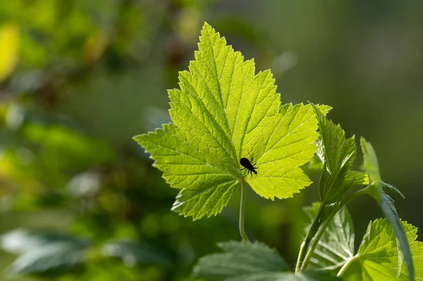 Siluet Kumbang Pada Daun Hijau Alam Pada Hari Yang Cerah — Stok Foto