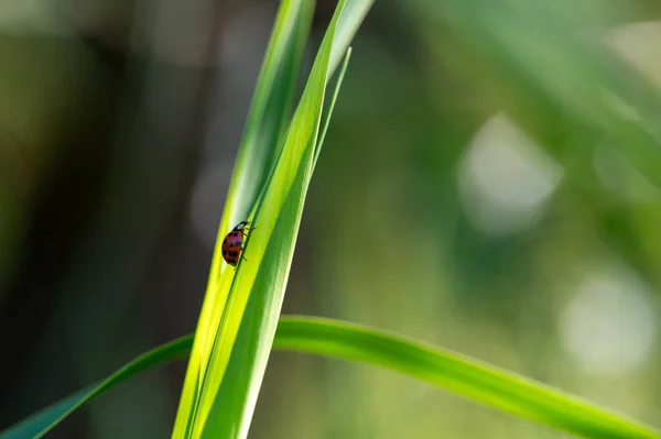 Ladybird Coccinellidae Växt Grön Natur Med Många Kopiera Utrymme Ladybird — Stockfoto